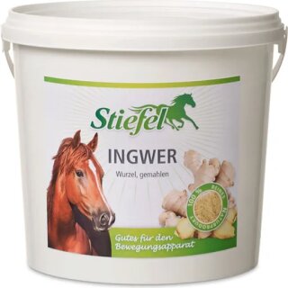 Stiefel Ingwer 1 Kg